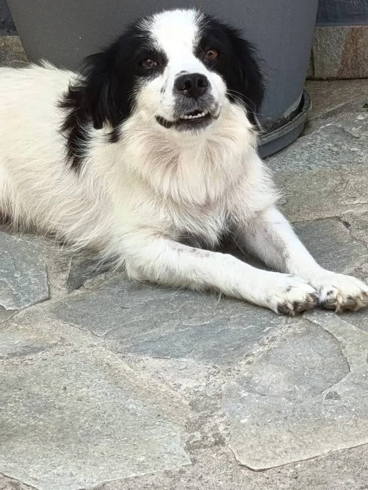 Amora, female young Mixed Breed for adoption at Fellnasen Stuttgart e.V., Stuttgart