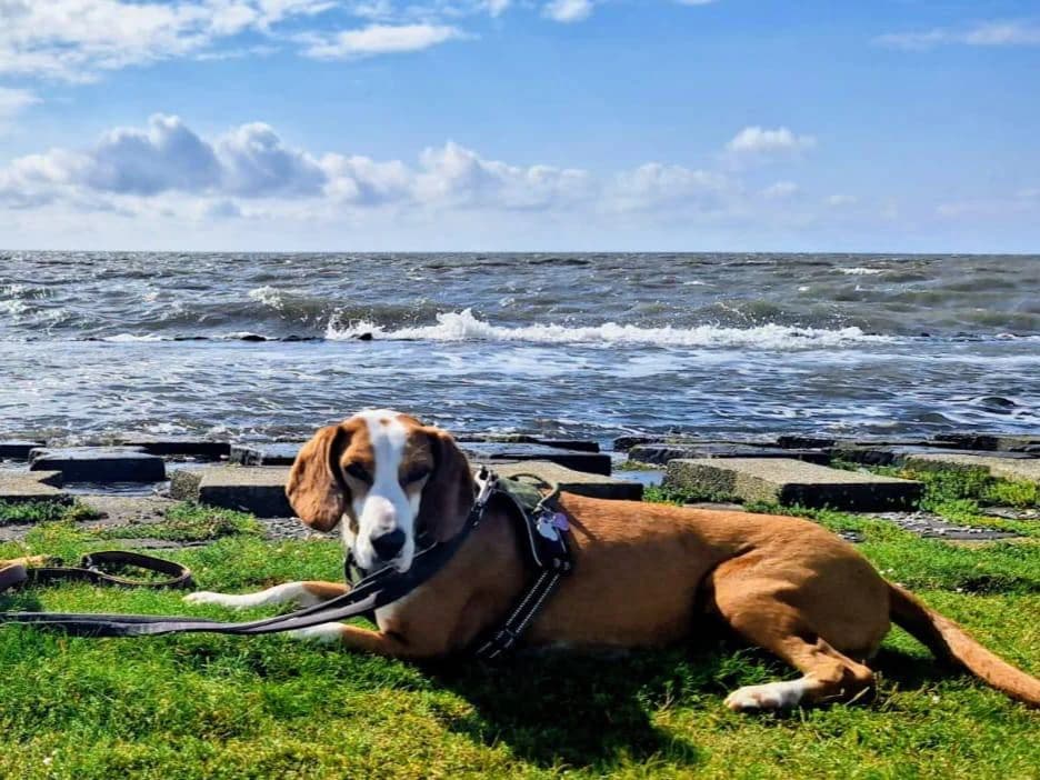 Zita, female 3yo Mixed Breed for adoption at Fellnasen Stuttgart e.V., Stuttgart