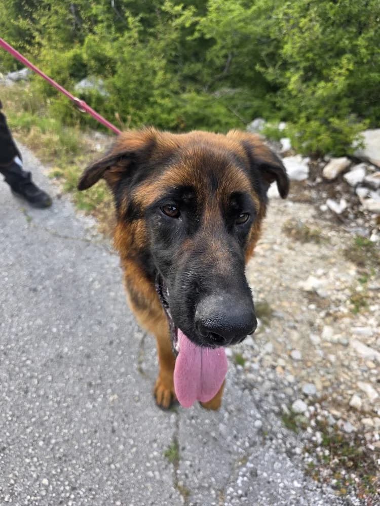 Bartul, male young Mixed Breed for adoption at Fellnasen Stuttgart e.V., Stuttgart