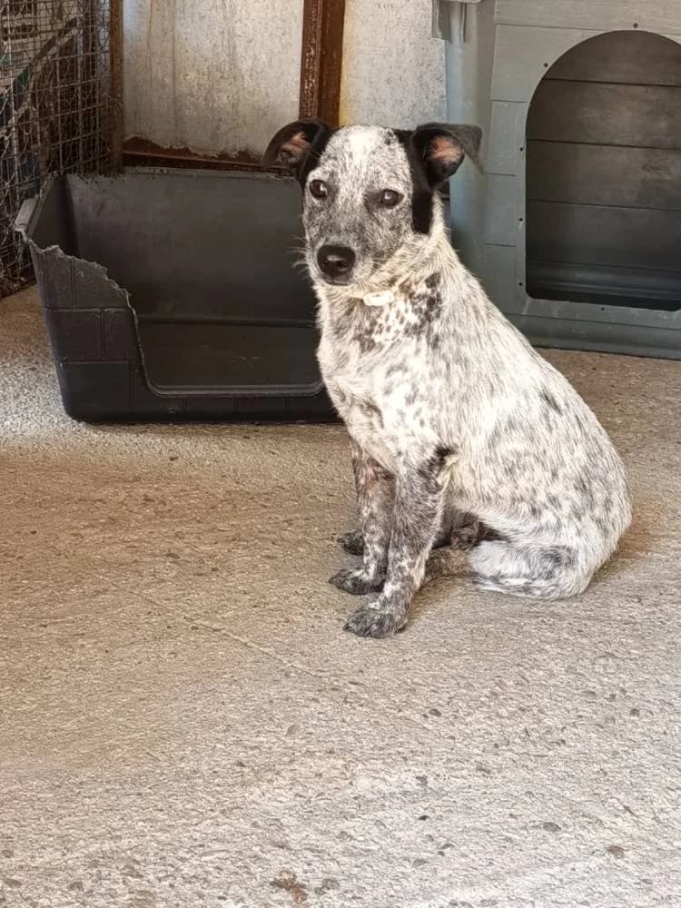 Nikitas, male young Mixed Breed for adoption at Fellnasen Stuttgart e.V., Stuttgart