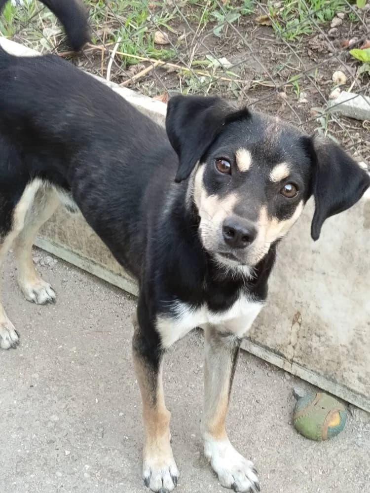 Elio, male young Mixed Breed for adoption at Fellnasen Stuttgart e.V., Stuttgart