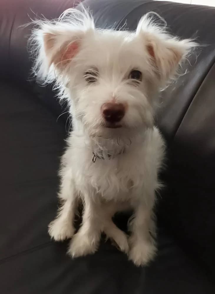 Yuki, female puppy Mixed Breed for adoption at Fellnasen Stuttgart e.V., Stuttgart