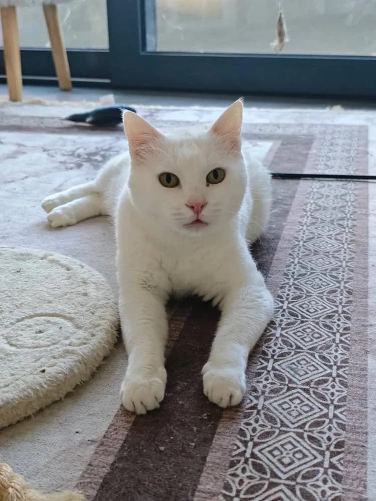 Latte, male senior Mixed Breed for adoption at Fellnasen Stuttgart e.V., Stuttgart