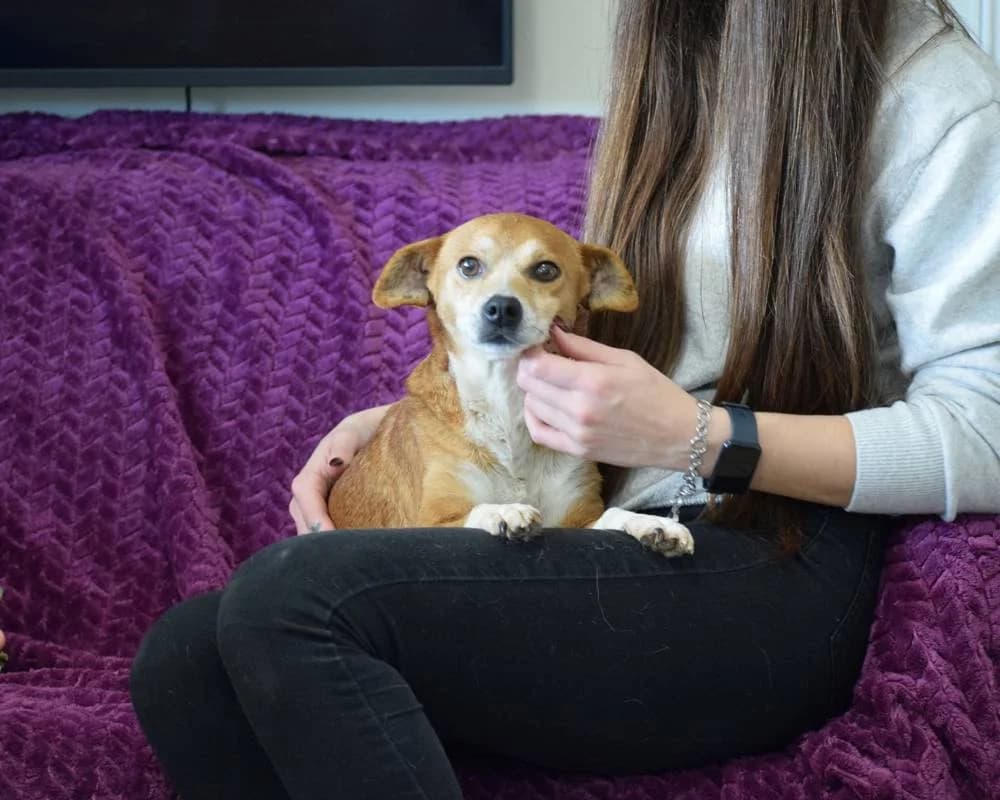 Sunny, female 6yo Mixed Breed for adoption at Fellnasen Stuttgart e.V., Stuttgart