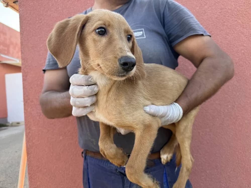 Sirena, female puppy Mixed Breed for adoption at Fellnasen Stuttgart e.V., Stuttgart