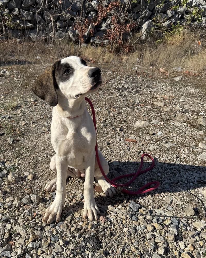 Bora, female puppy Mixed Breed for adoption at Fellnasen Stuttgart e.V., Stuttgart