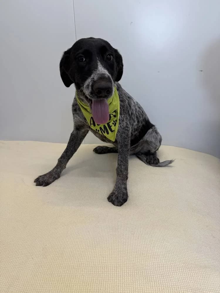Hugo, male puppy Mixed Breed for adoption at Fellnasen Stuttgart e.V., Stuttgart