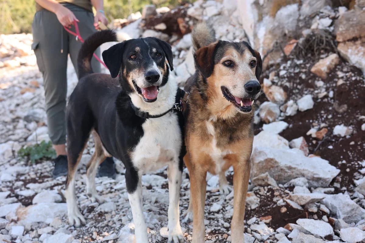 Bob & Sam, schwarz male senior Mixed Breed for adoption at Fellnasen Stuttgart e.V., Stuttgart