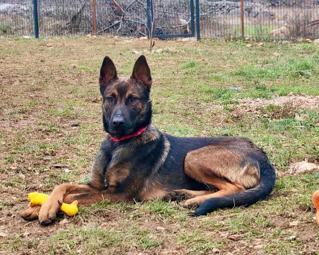 Charles, male young Mixed Breed for adoption at Fellnasen Stuttgart e.V., Stuttgart