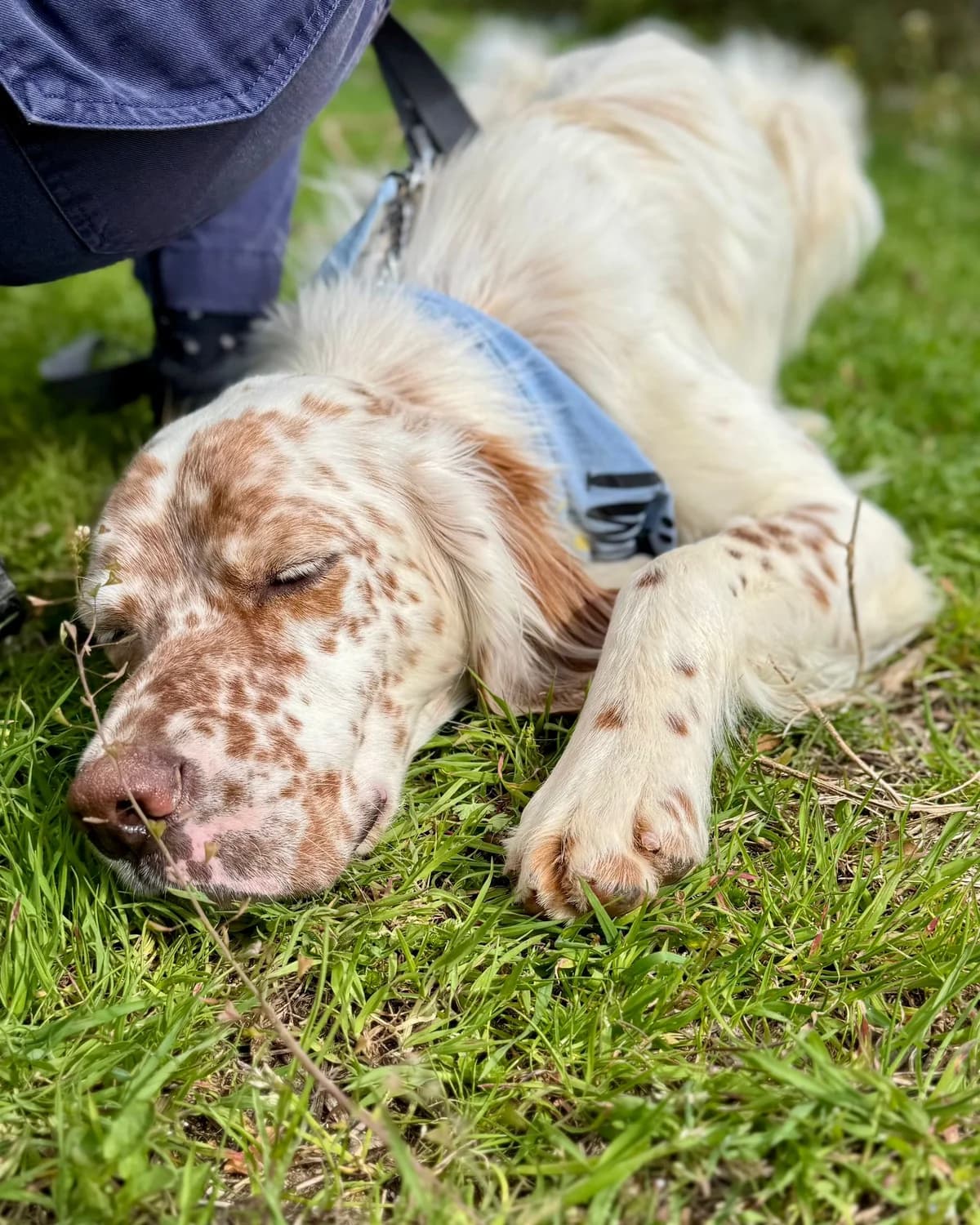 Charlie 2, male young Mixed Breed for adoption at Fellnasen Stuttgart e.V., Stuttgart