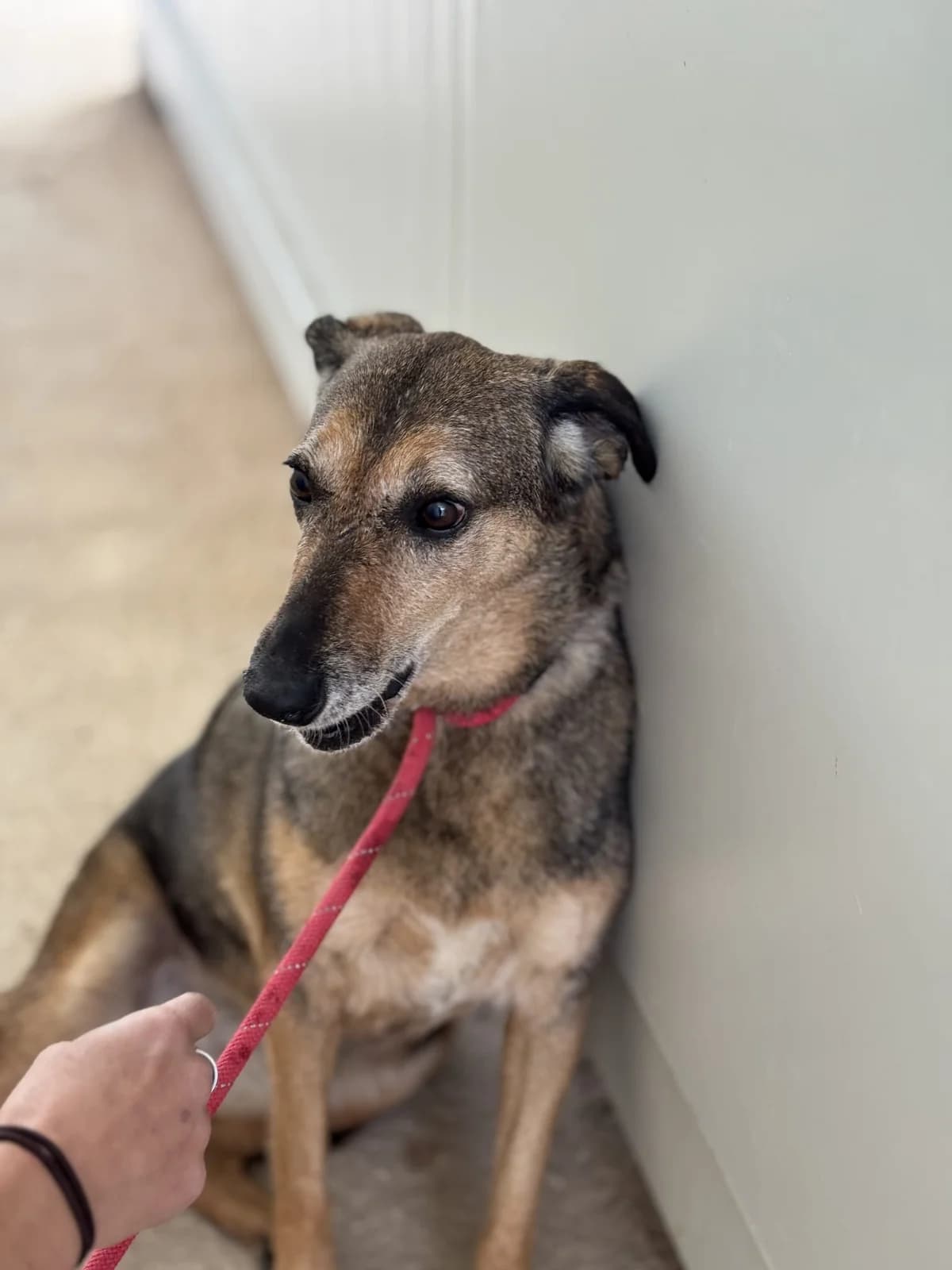 Kalamiti, female senior Mixed Breed for adoption at Fellnasen Stuttgart e.V., Stuttgart