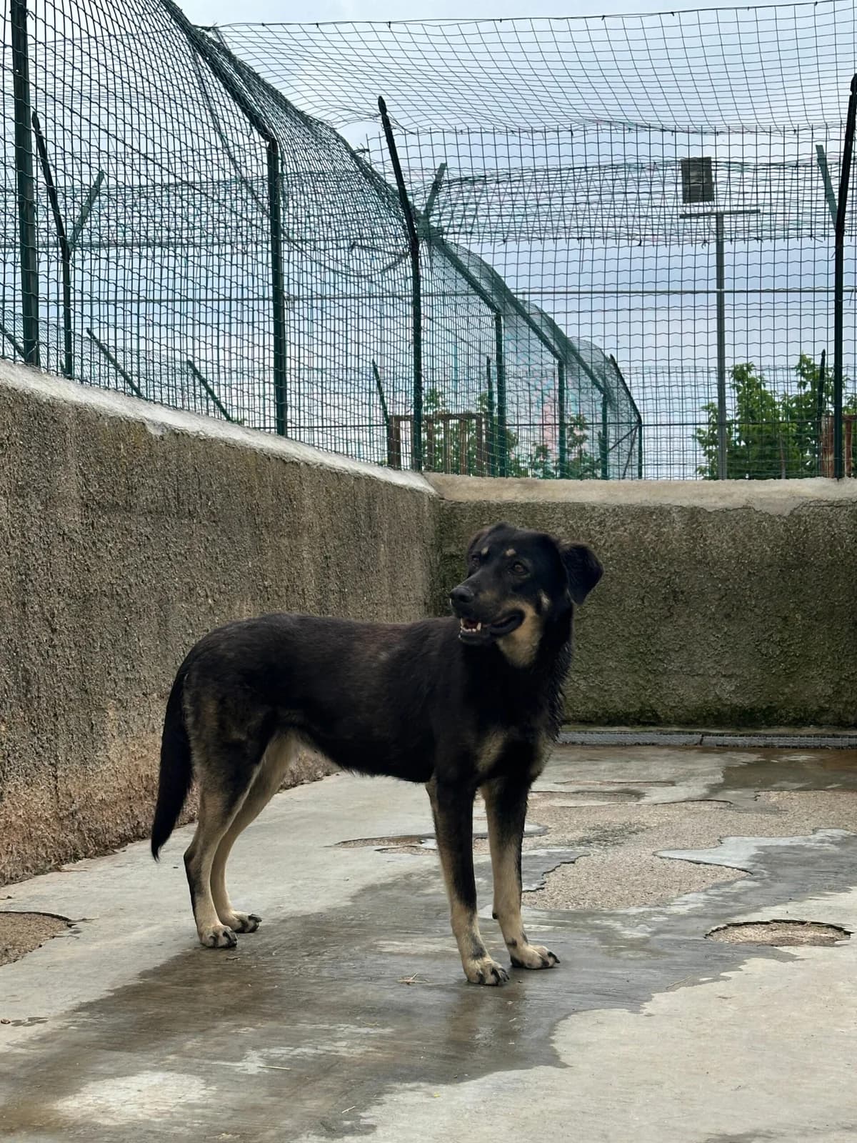 Kamila, female 4yo Mixed Breed for adoption at Fellnasen Stuttgart e.V., Stuttgart