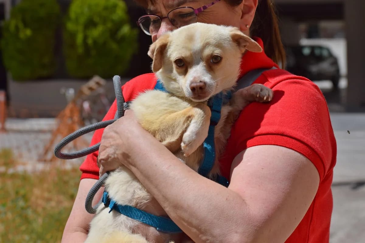 Miley, Mixed Breed for adoption at Fellnasen Stuttgart e.V., Stuttgart
