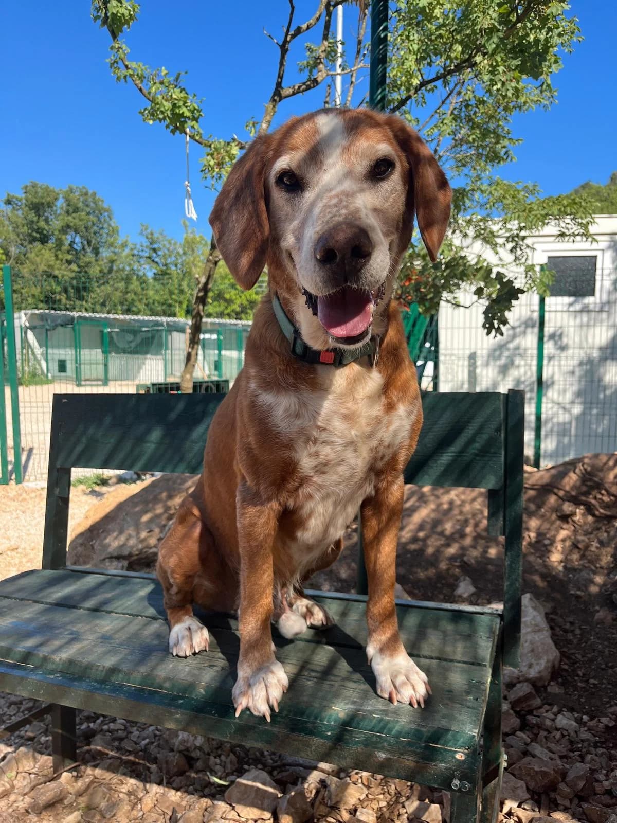 Mili, male senior Mixed Breed for adoption at Fellnasen Stuttgart e.V., Stuttgart