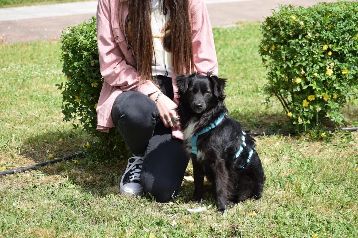 Phoenix, male young Mixed Breed for adoption at Fellnasen Stuttgart e.V., Stuttgart
