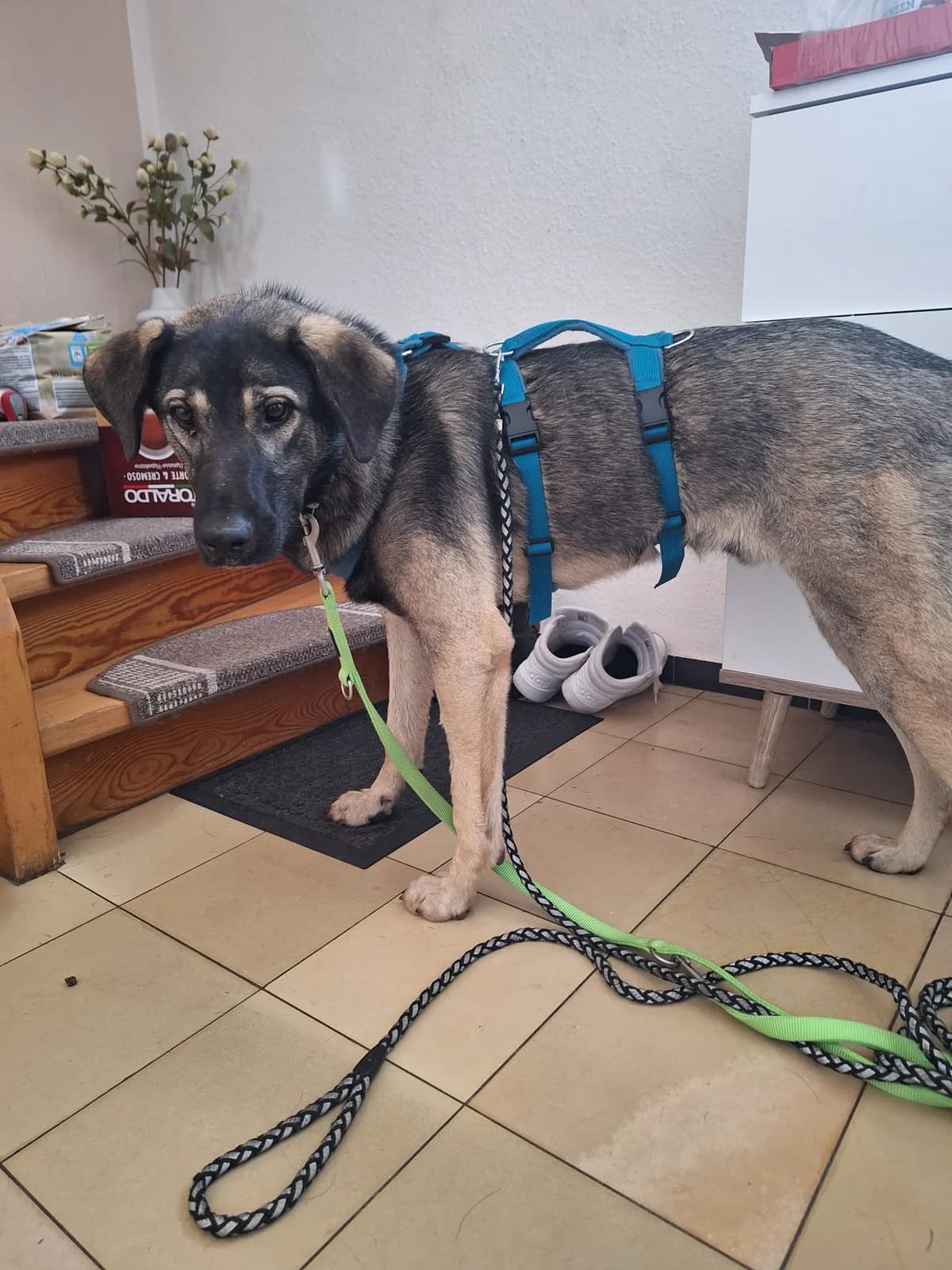 Rino, male young Mixed Breed for adoption at Fellnasen Stuttgart e.V., Stuttgart