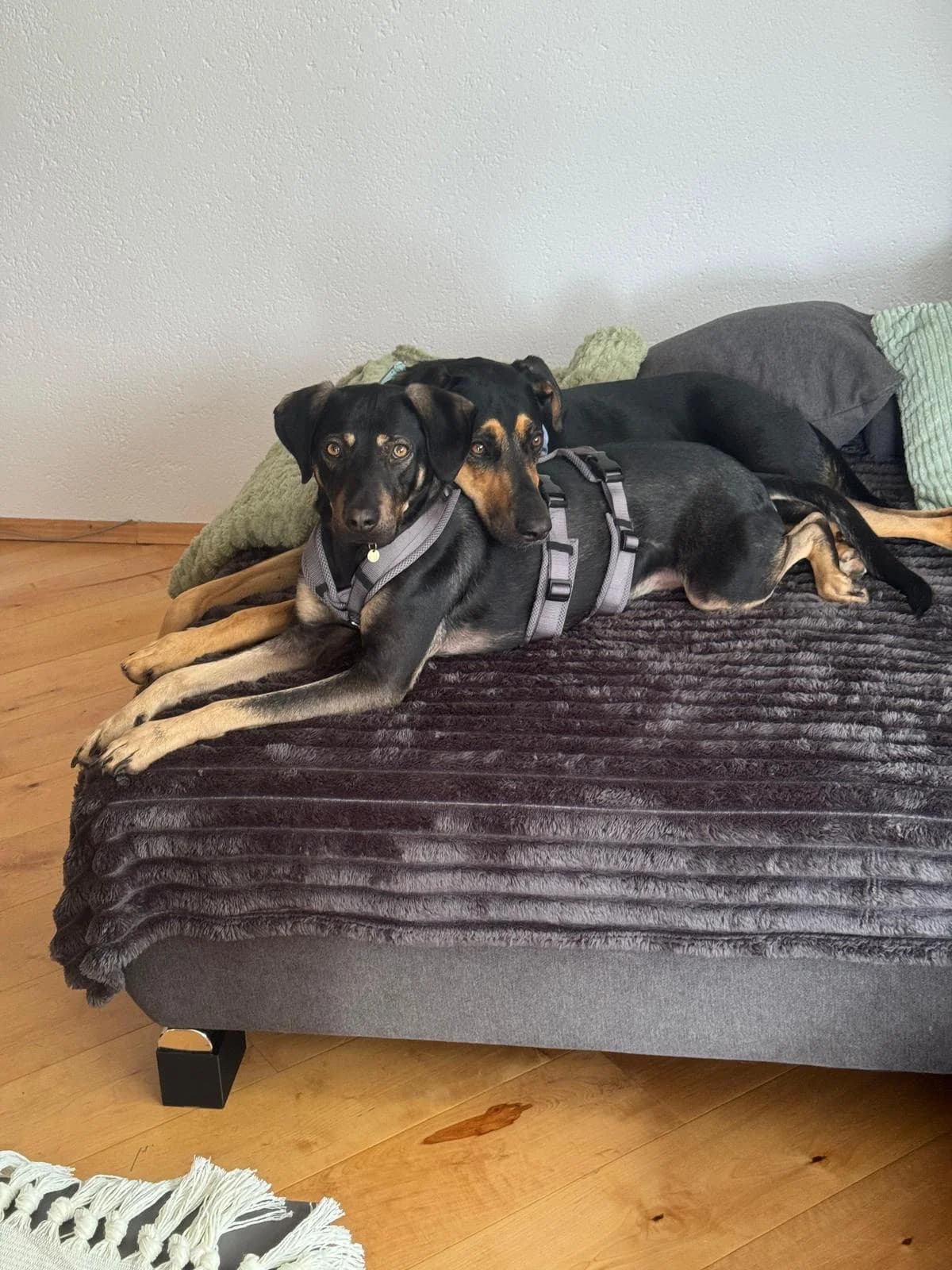 Rudi, male young Mixed Breed for adoption at Fellnasen Stuttgart e.V., Stuttgart
