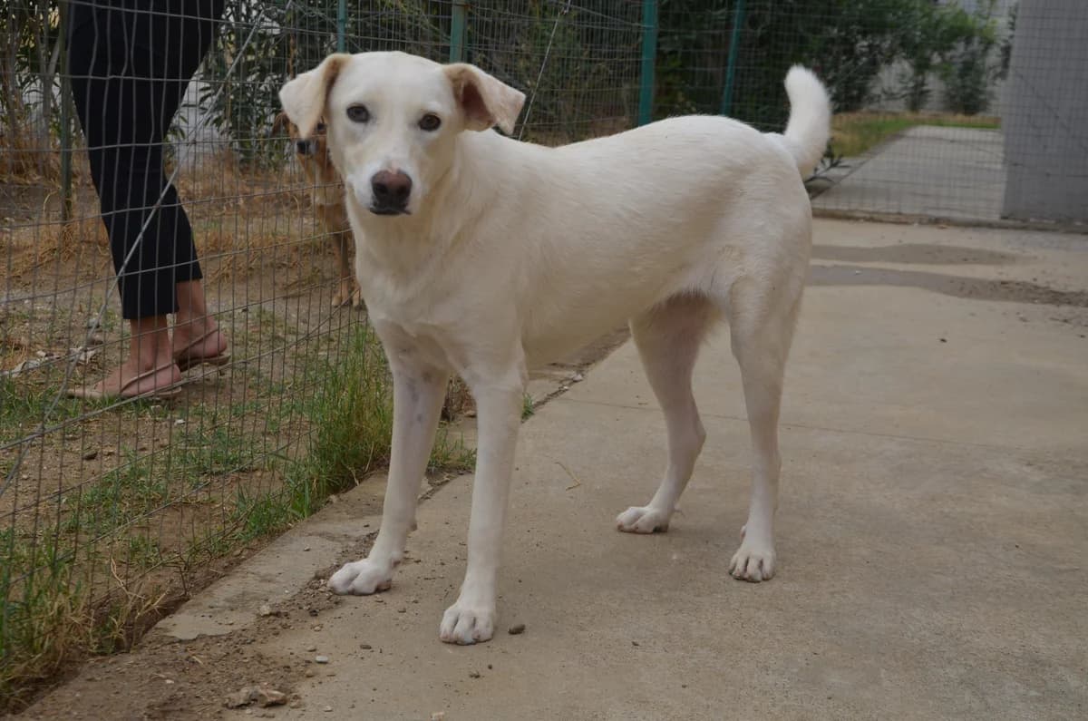 Spazzola, 5yo Mixed Breed for adoption at Fellnasen Stuttgart e.V., Stuttgart
