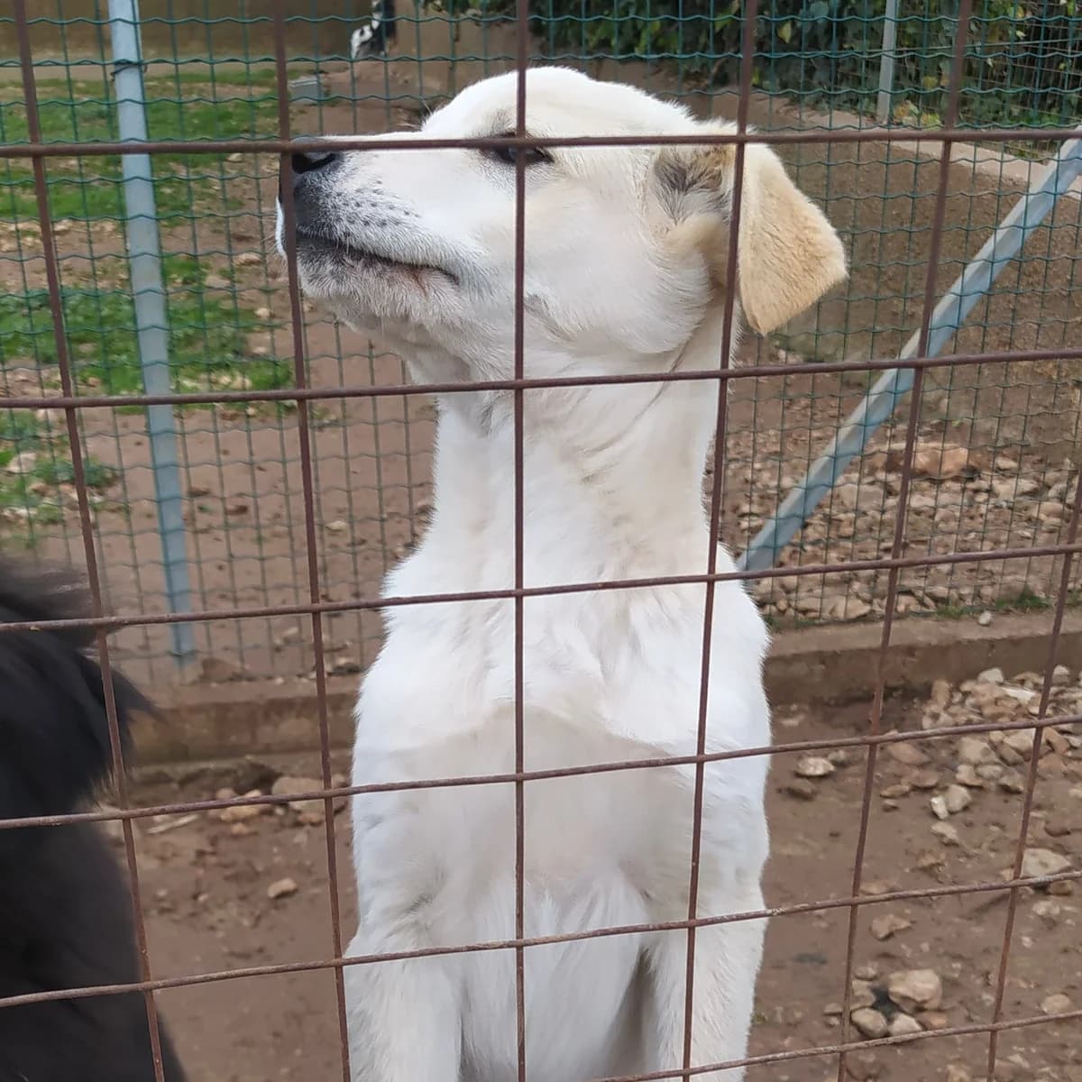 Victor, male young Mixed Breed for adoption at Fellnasen Stuttgart e.V., Stuttgart