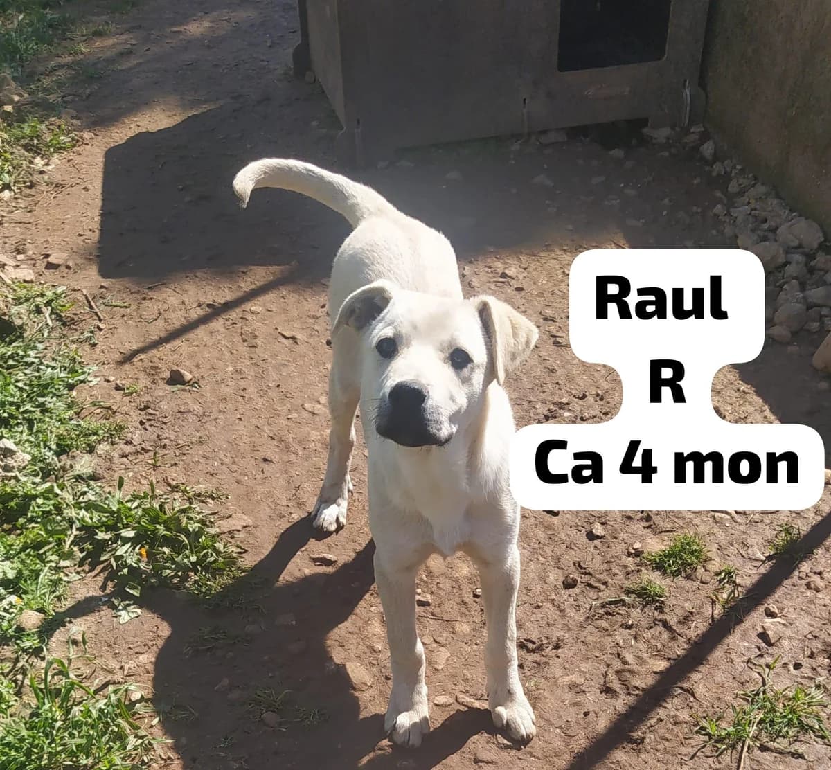 Raul, male puppy Mixed Breed for adoption at Fellnasen Stuttgart e.V., Stuttgart