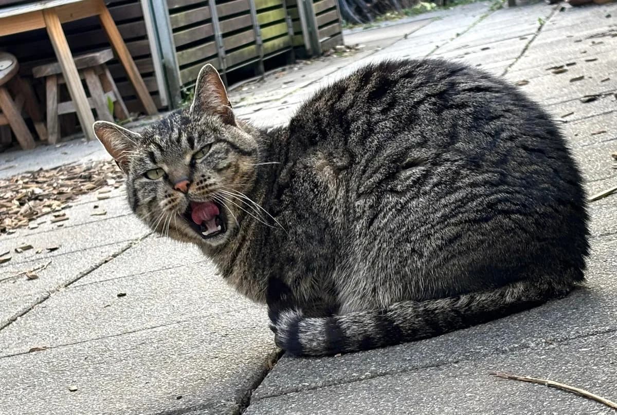 Maya (Katze), female 5yo Mixed Breed for adoption at Fellnasen Stuttgart e.V., Stuttgart