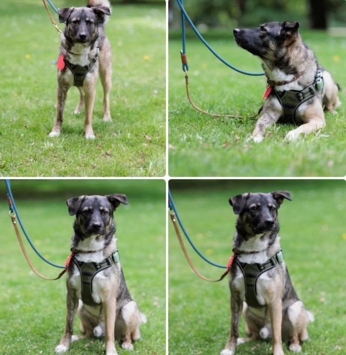 VINCENT, male young Mixed Breed for adoption at Förderverein Eifeltierheim
