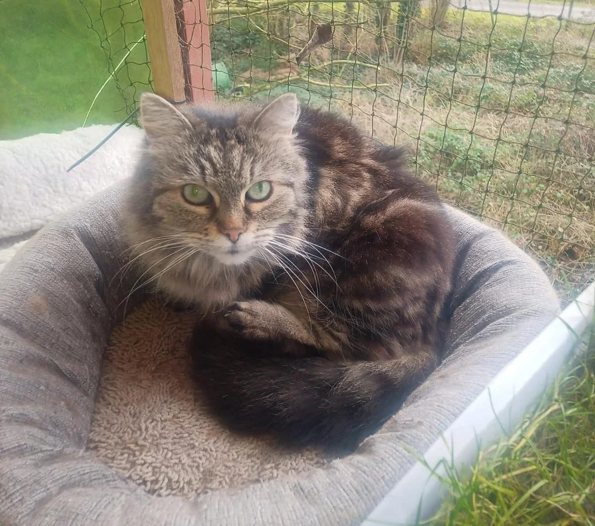 IVY & LADY, female senior Mixed Breed for adoption at Förderverein Eifeltierheim