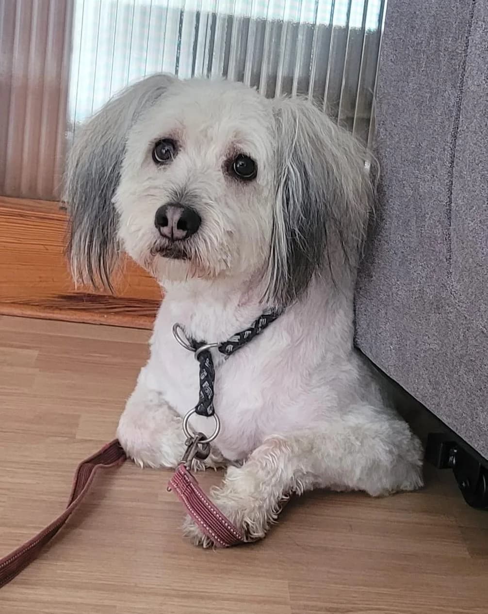 TEDDY, male 6yo Mixed Breed for adoption at Förderverein Eifeltierheim