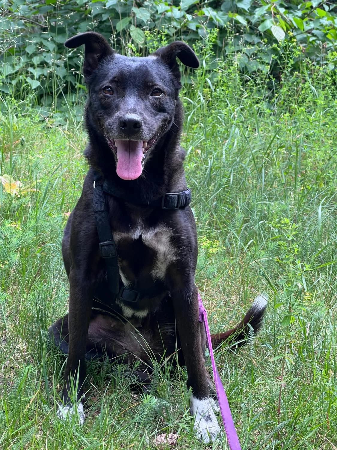VOLA, female 6yo Mixed Breed for adoption at Förderverein Eifeltierheim