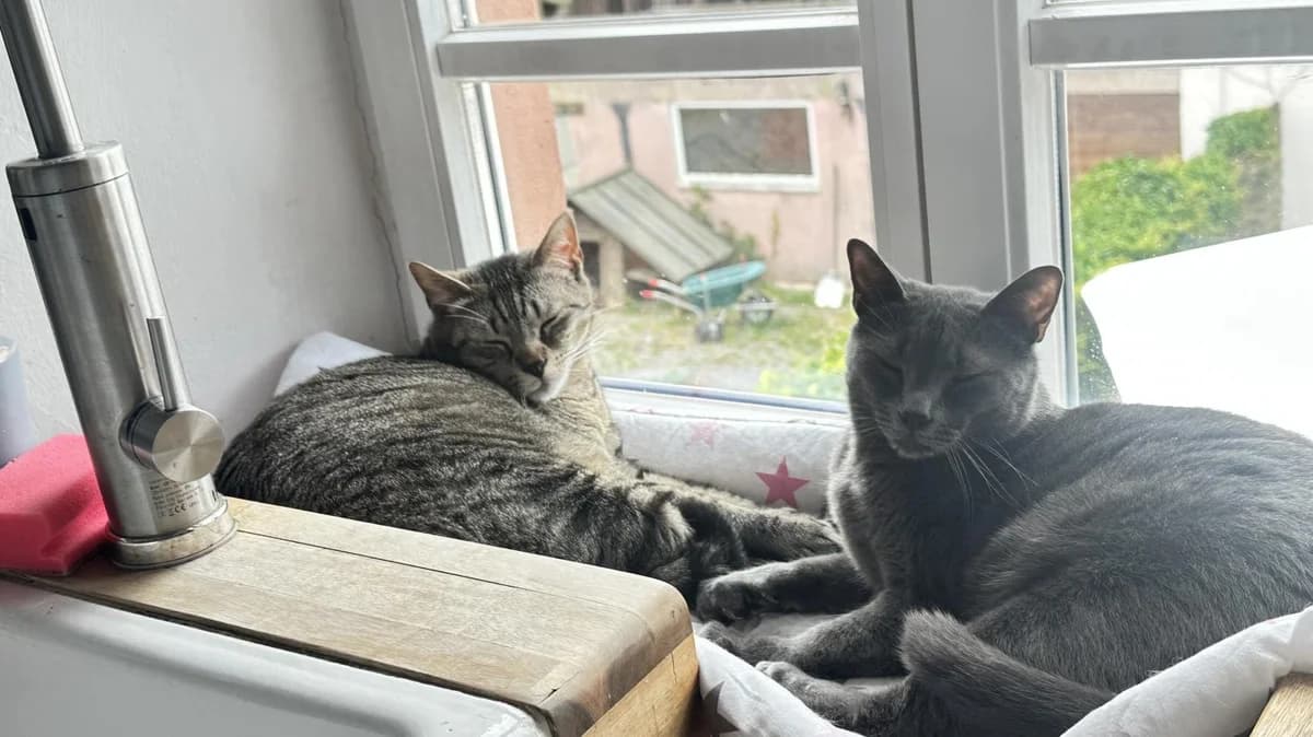 CHARLIE BROWN & MUFFIN, grau male 3yo Mixed Breed for adoption at Förderverein Eifeltierheim