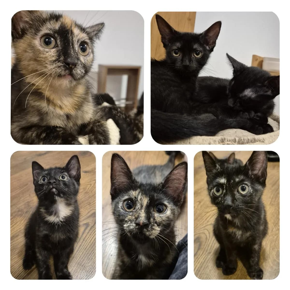 PEETA, PEPPER, PATCH & PENNY, Mixed Breed for adoption at Förderverein Eifeltierheim