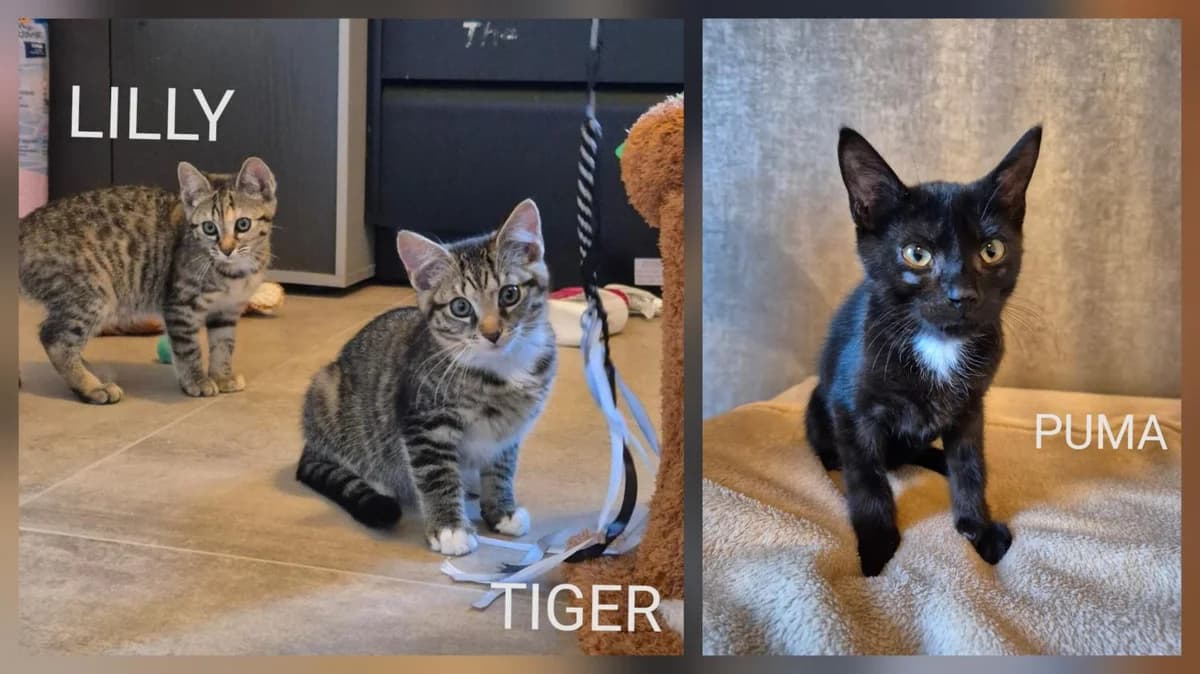 LIILY, TIGER & PUMA, Mixed Breed for adoption at Förderverein Eifeltierheim