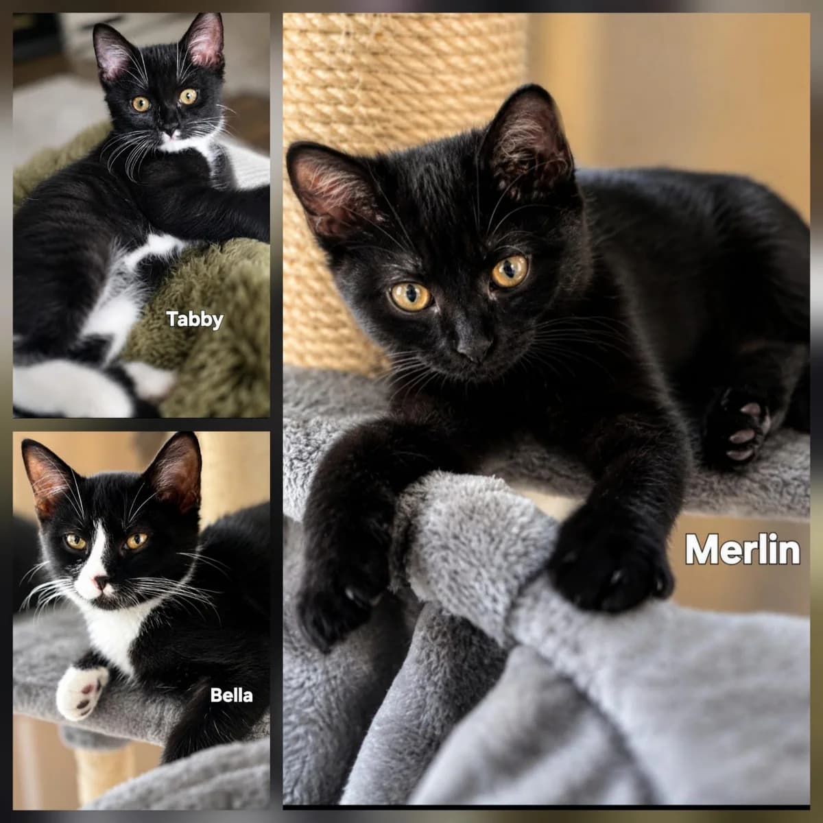 BELLA, MERLIN & TABBY, male puppy Mixed Breed for adoption at Förderverein Eifeltierheim