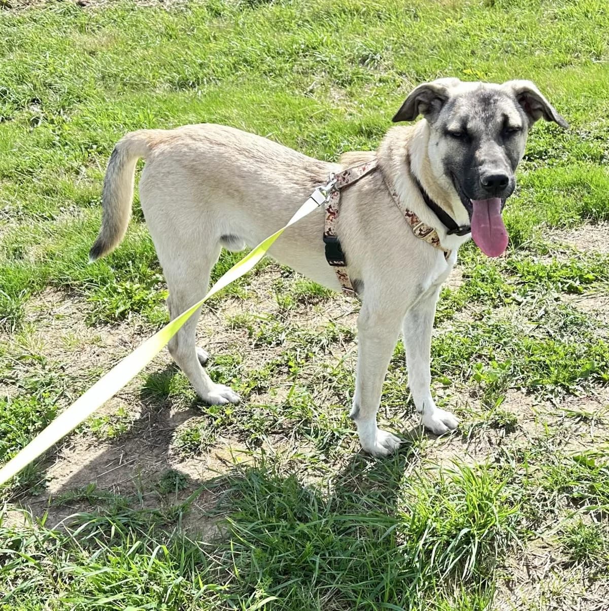 MOGLI, male Mixed Breed for adoption at Förderverein Eifeltierheim