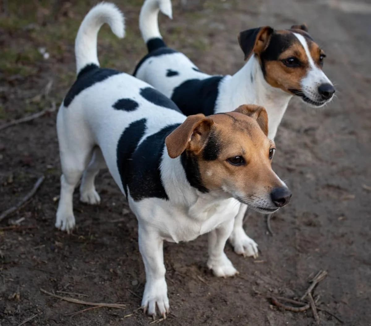FIGA & MAJA, weiß female senior Mixed Breed for adoption at Förderverein Eifeltierheim