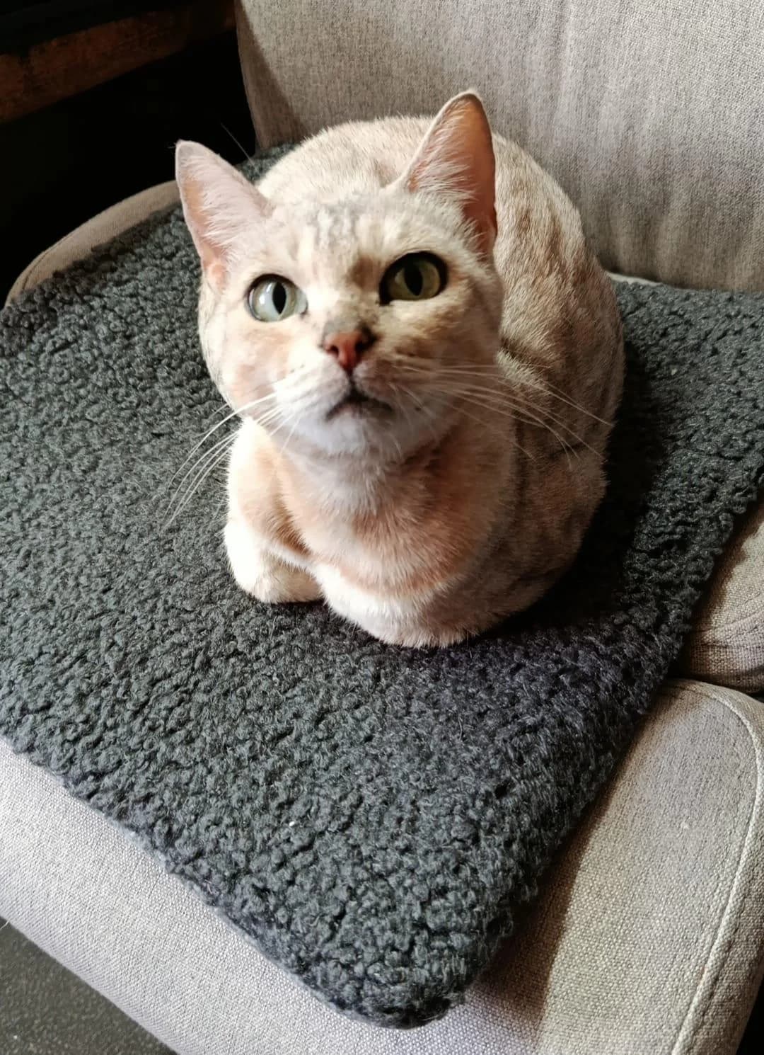 LIA, female 7yo Mixed Breed for adoption at Förderverein Eifeltierheim