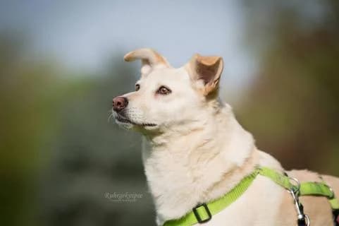 Pakuna * Paten gesucht *, beige female senior Mixed Breed for adoption at 4animals e.V. — Hundeauffangstation HASt, Essen