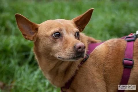 Perrita *Paten gesucht*, rotbraun female senior Mixed Breed for adoption at 4animals e.V. — Hundeauffangstation HASt, Essen