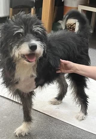 Rudi Gnadenplatz, schwarz / weiß male Mixed Breed for adoption at 4animals e.V., Essen