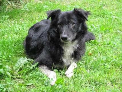 Wobby Gnadenplatz, schwarz/weiss male senior Mixed Breed for adoption at 4animals e.V. — Hundeauffangstation HASt, Essen