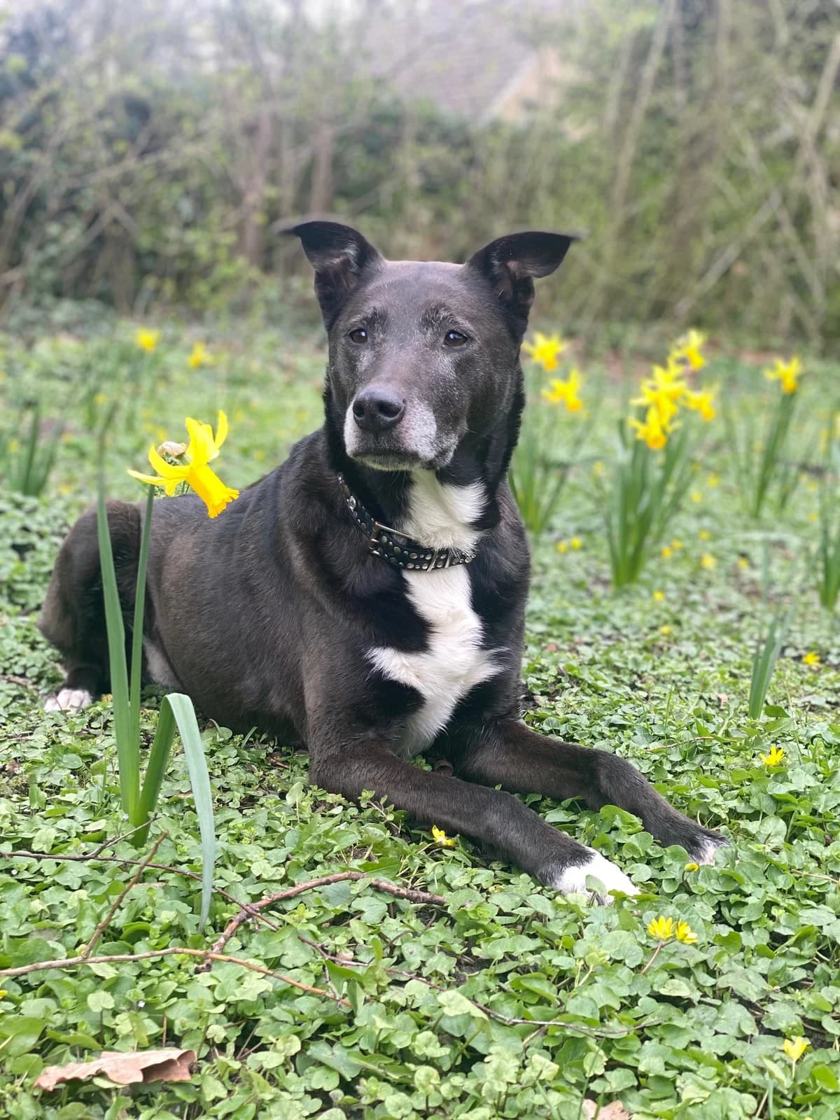 Alma - Notfall wegen Krankheit, female Mixed Breed for adoption at Hamburg