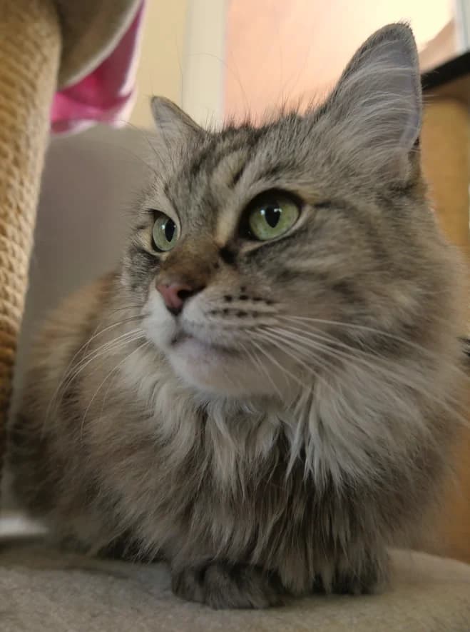 Angelina, female senior Ragdoll for adoption at Franziskus-Tierheim Hamburg, Hamburg