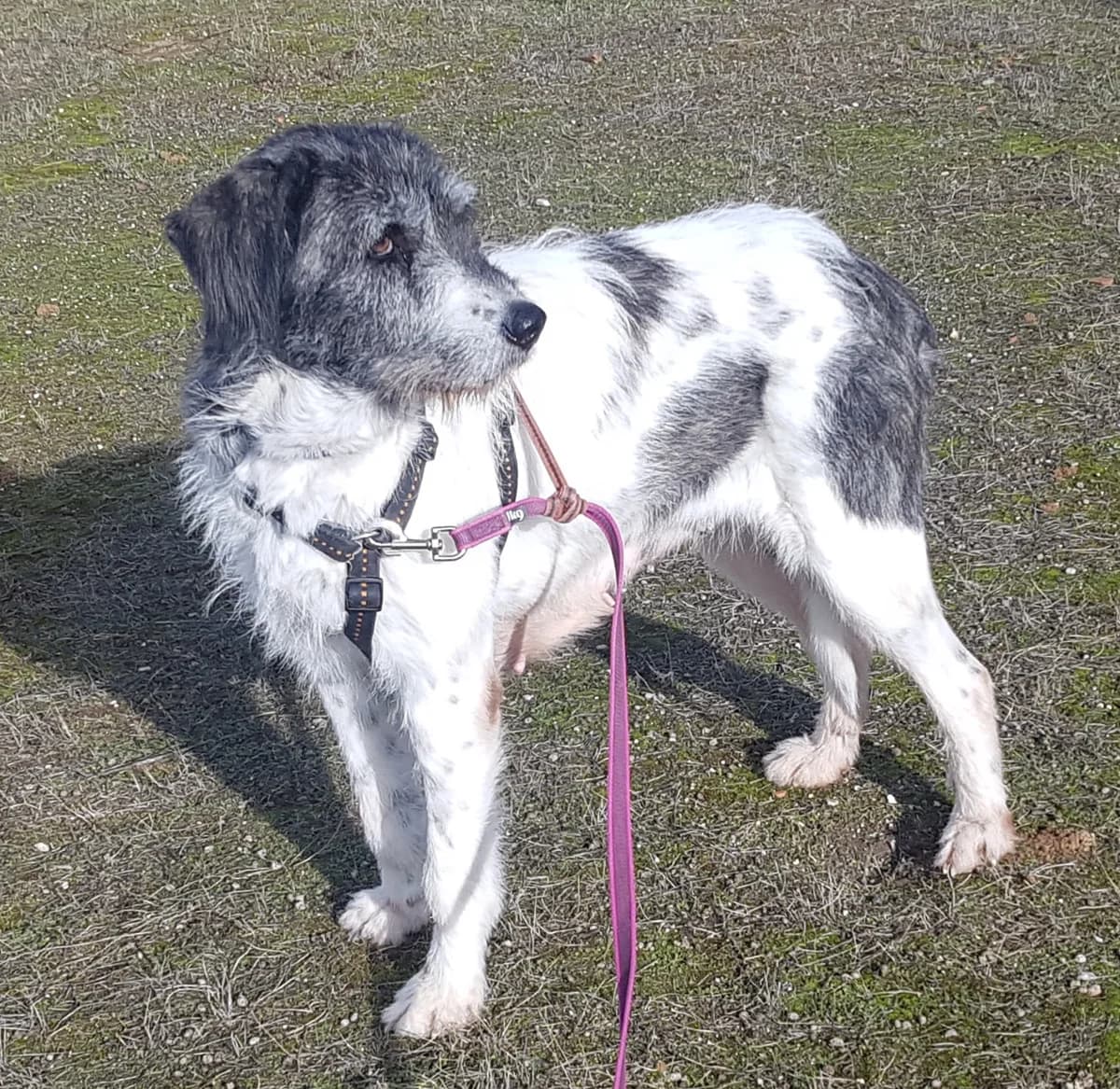 Arioja, female 7yo Mixed Breed for adoption at Franziskus-Tierheim Hamburg, Hamburg