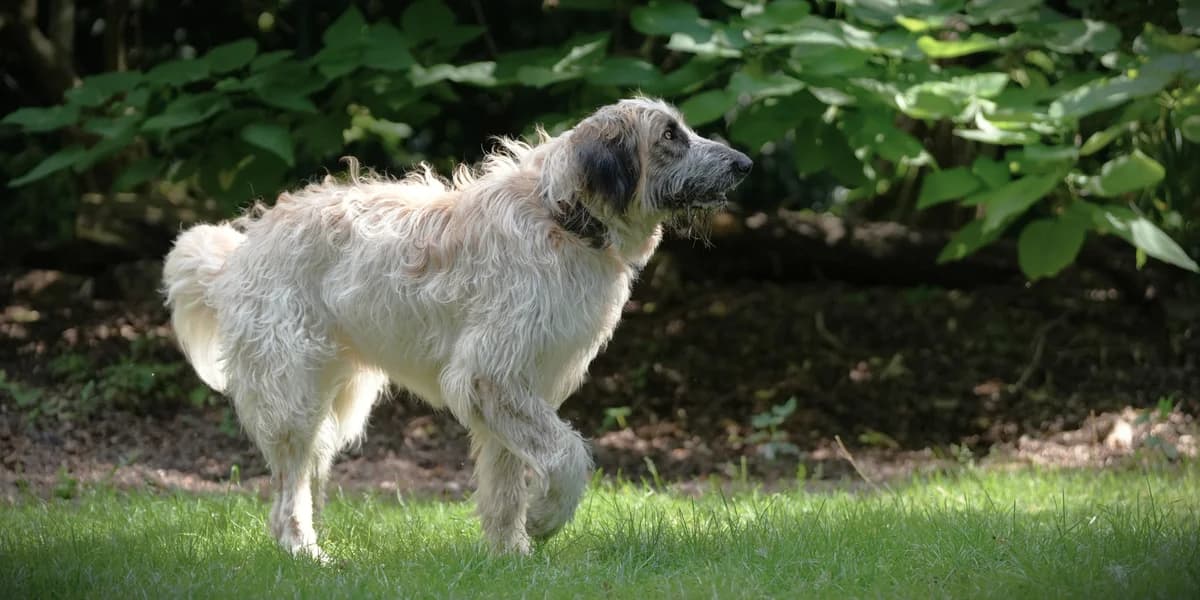 Ariojito (Ari), male young Mixed Breed for adoption at Franziskus-Tierheim Hamburg, Hamburg