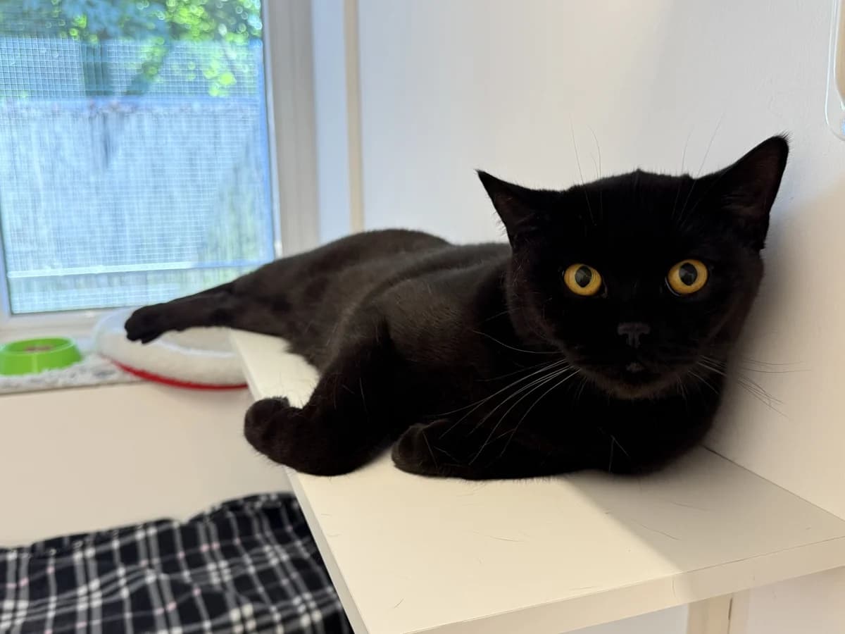 Balu, male young British Shorthair for adoption at Franziskus-Tierheim Hamburg, Hamburg