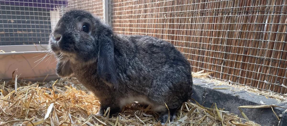 Bao, male 6yo mixed breed for adoption at Franziskus-Tierheim Hamburg, Hamburg