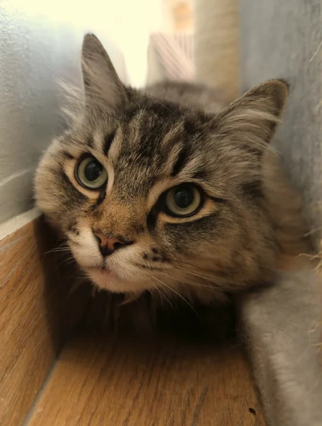 Barnaby, male senior Ragdoll for adoption at Franziskus-Tierheim Hamburg, Hamburg