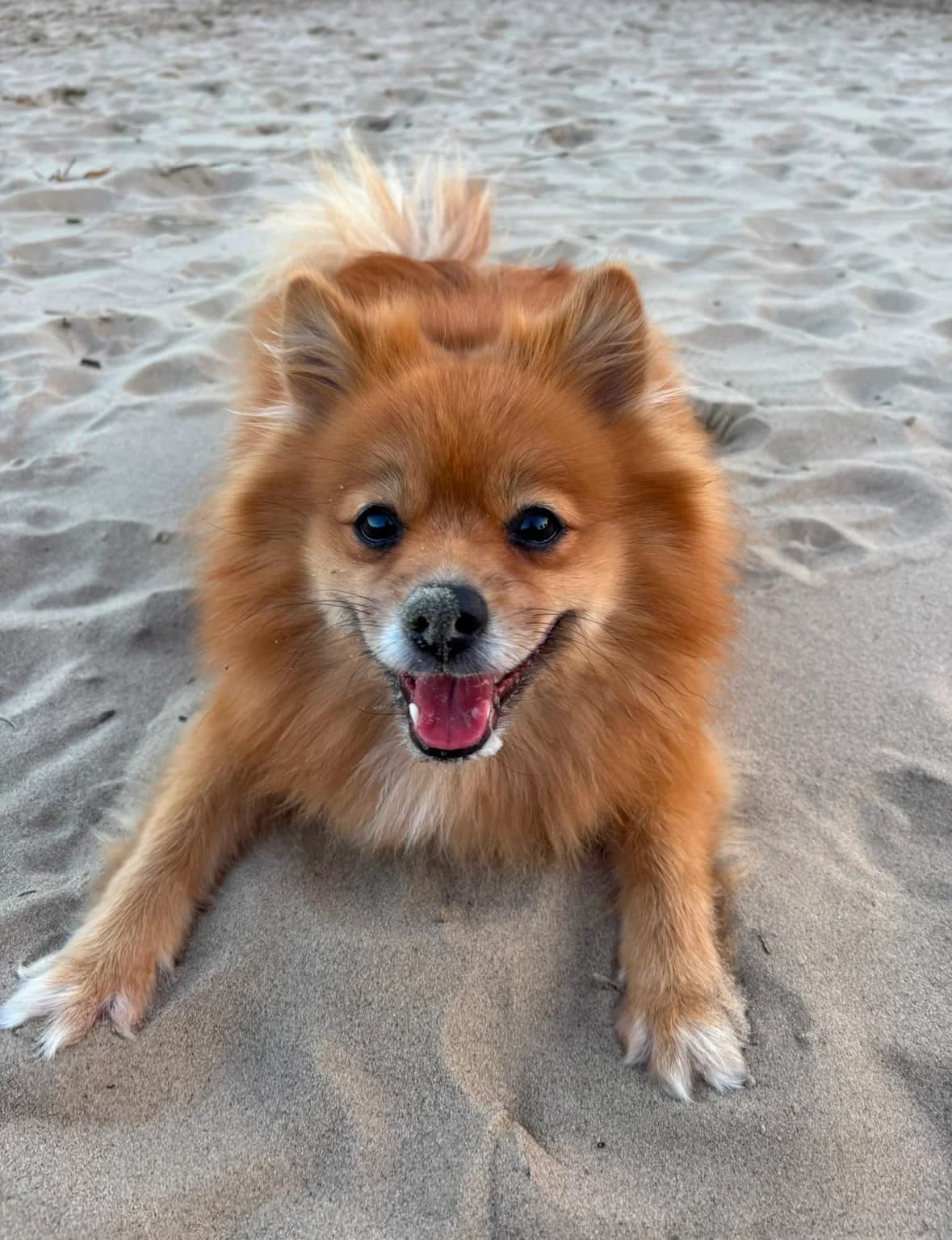 Bijou, female young Pomeranian for adoption at Franziskus-Tierheim Hamburg, Hamburg