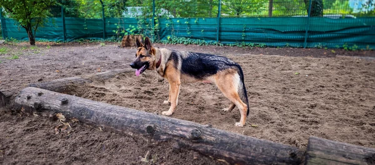 Bonny, female puppy German Shepherd for adoption at Franziskus-Tierheim Hamburg, Hamburg