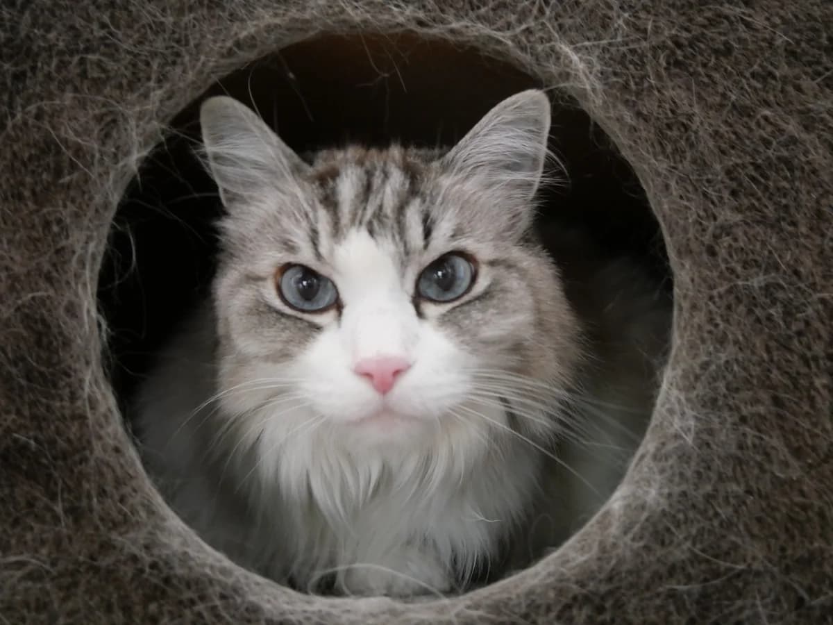 Chardonnay, male senior Ragdoll for adoption at Franziskus-Tierheim Hamburg, Hamburg